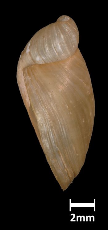 Media type: image;   Malacology 190646 Aspect: lateral